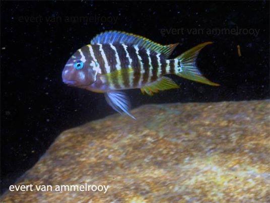 Tropheus polli 'Mahale Mountains NP'